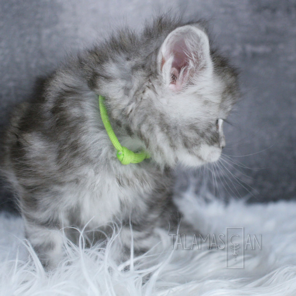 Green Collar - 5 weeks - R