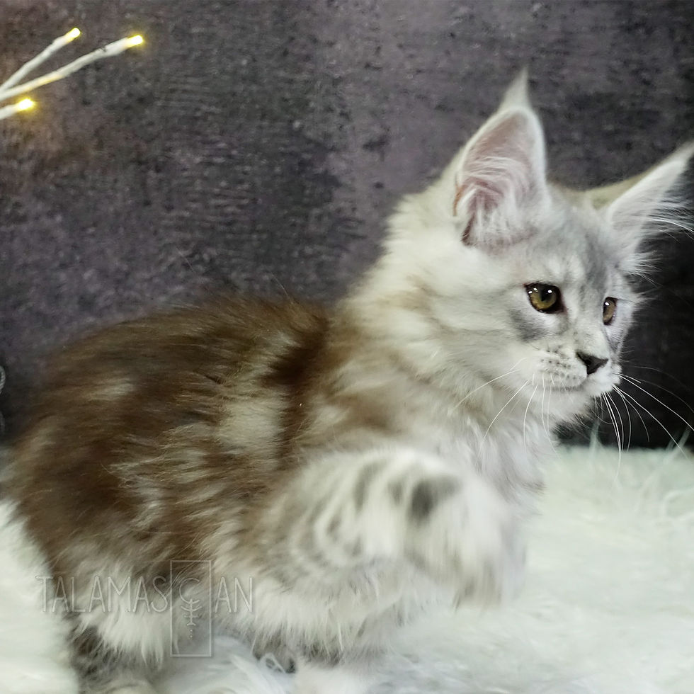 Yellow Collar - 11 weeks - Z