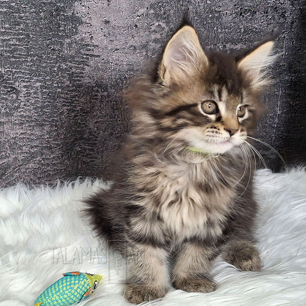 Yellow Collar - 8 weeks - A26