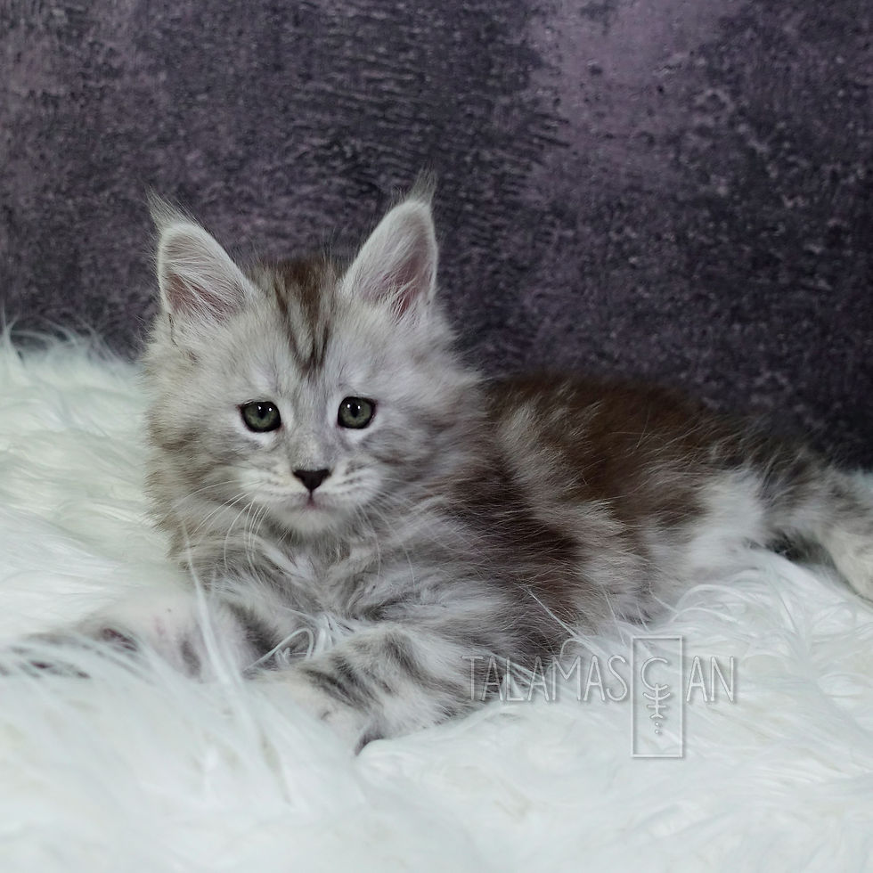 Yellow Collar - 6 weeks - Z