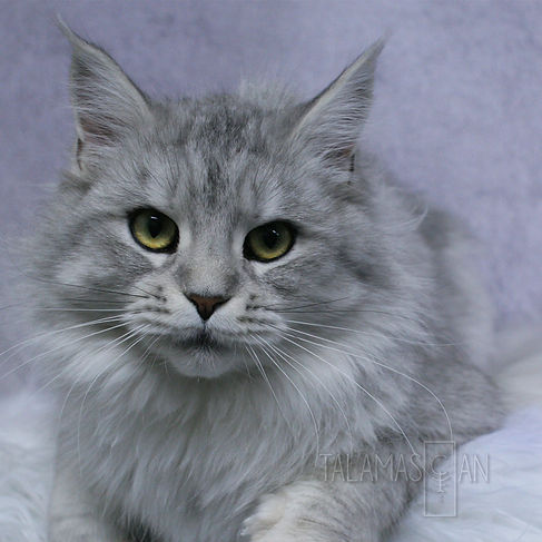 Codycats Winter of Talamascan