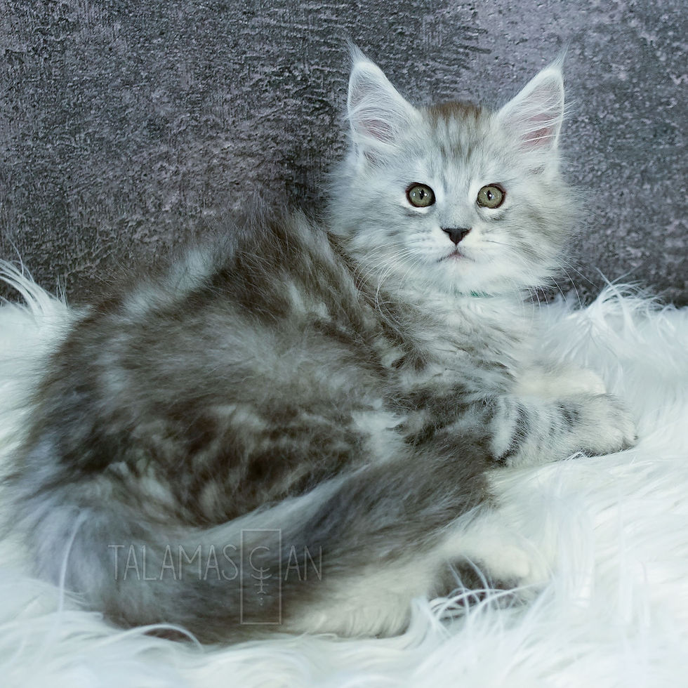 Green Collar - 8 weeks - A26