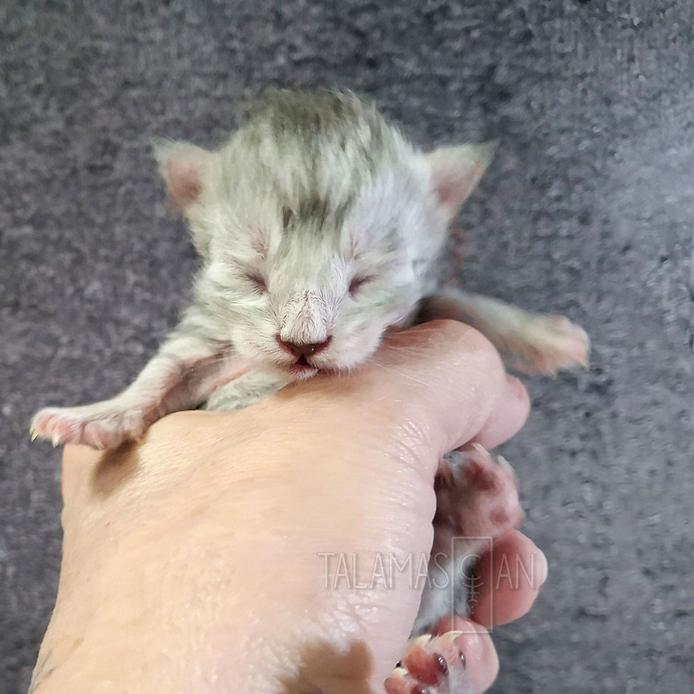 Orange Collar - Newborn - A-26