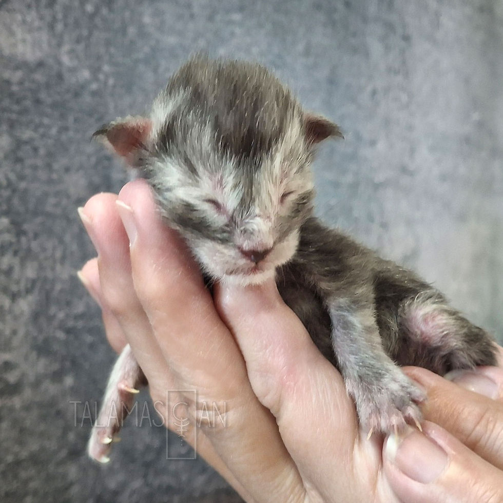 Light Blue Collar - Newborn - C26