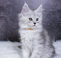 Orange Collar - 8 weeks - A26