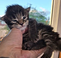 Red Collar - 1 week - A26