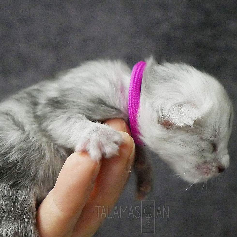 Magenta Collar - Newborn - X