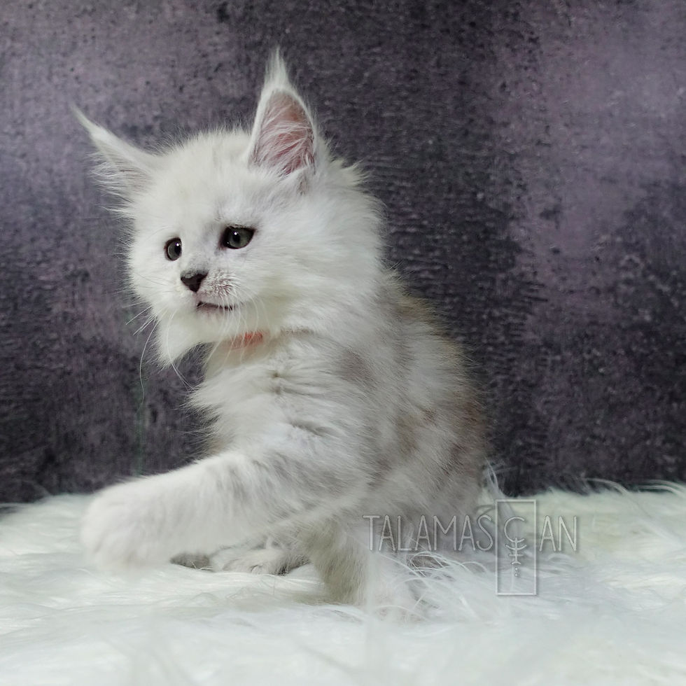 Orange Collar - 6 weeks - Z