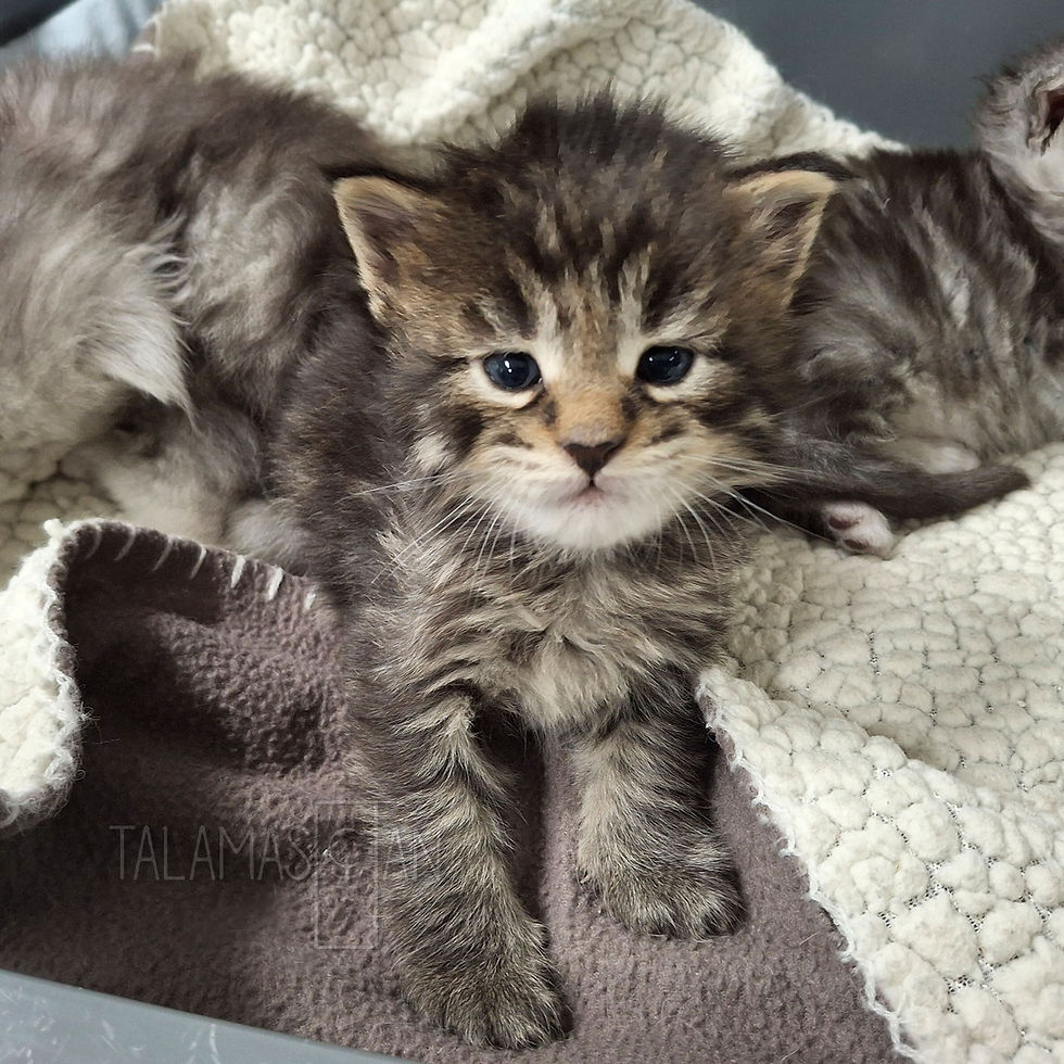 Red Collar - 2 weeks - A26