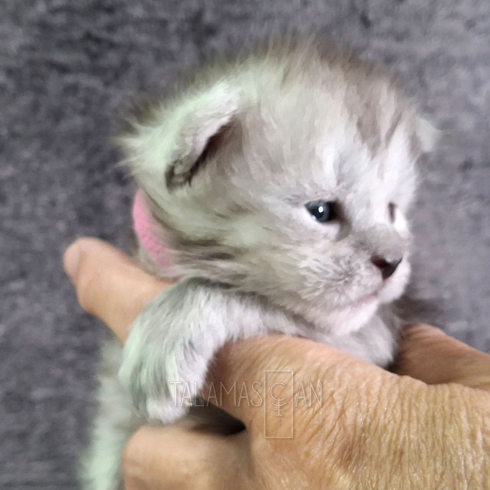 Pink Collar - 2 weeks - C26