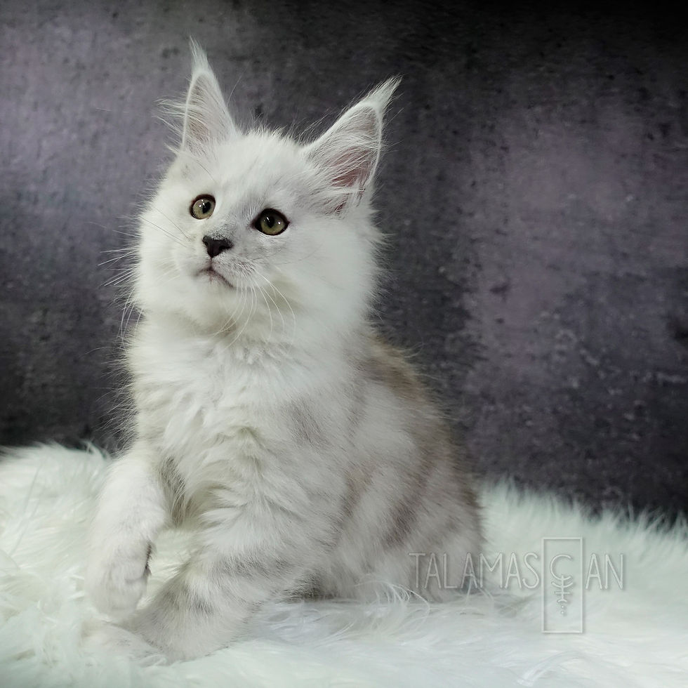 Orange Collar - 9 weeks - Z