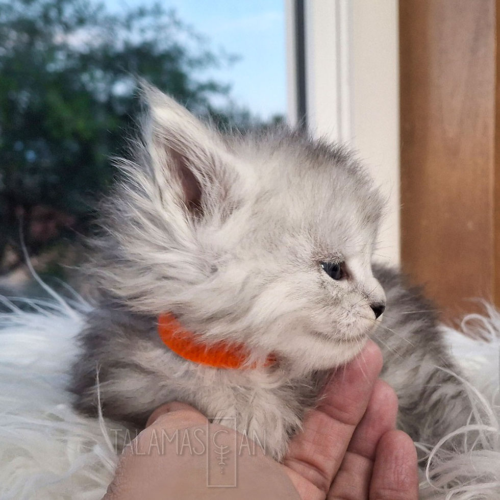 Orange Collar - 3