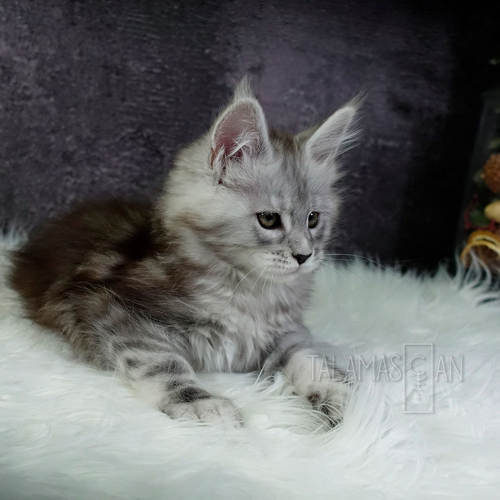 Yellow Collar - 9 weeks - Z