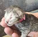 Pink Collar - Newborn - C26