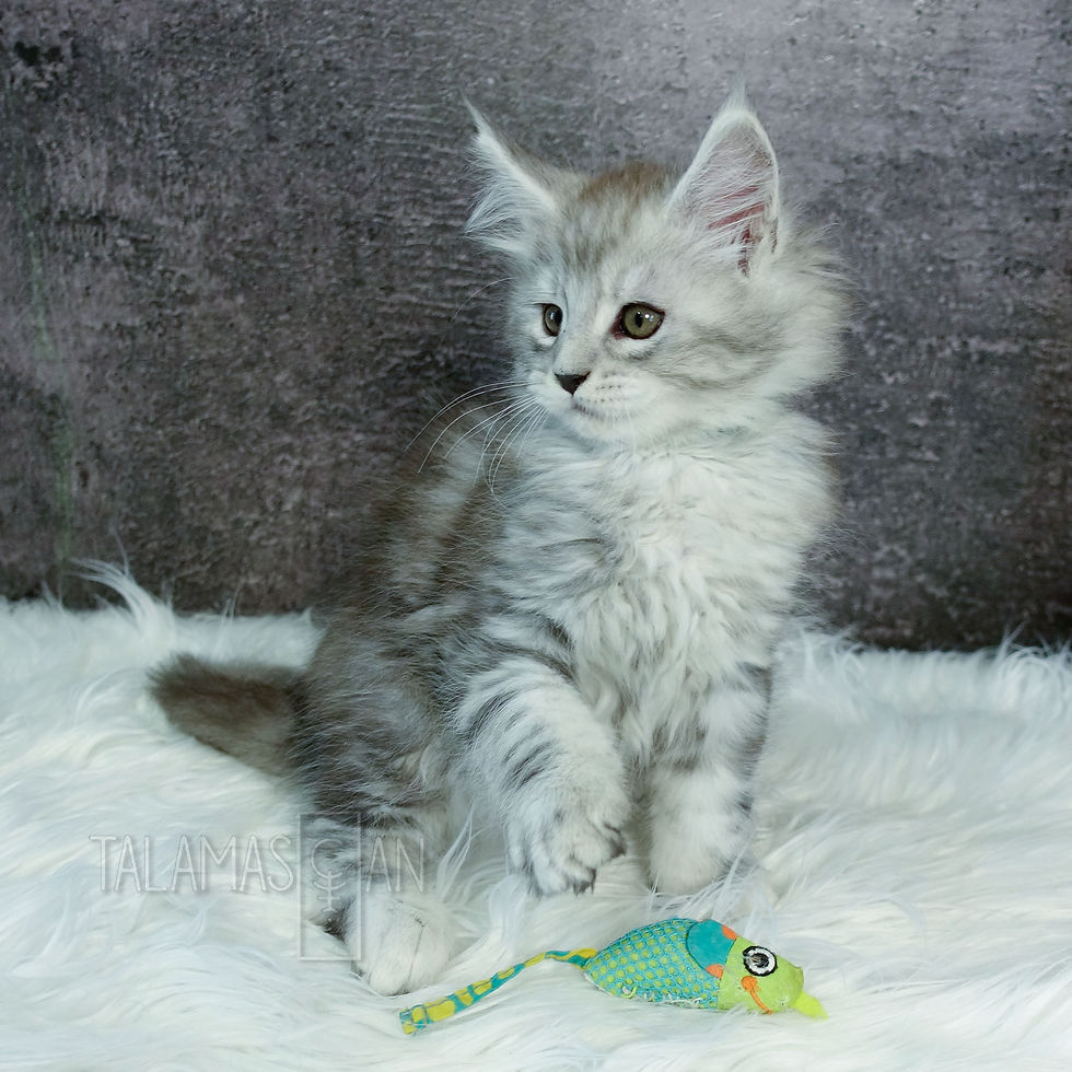 Green Collar - 8 weeks - A26