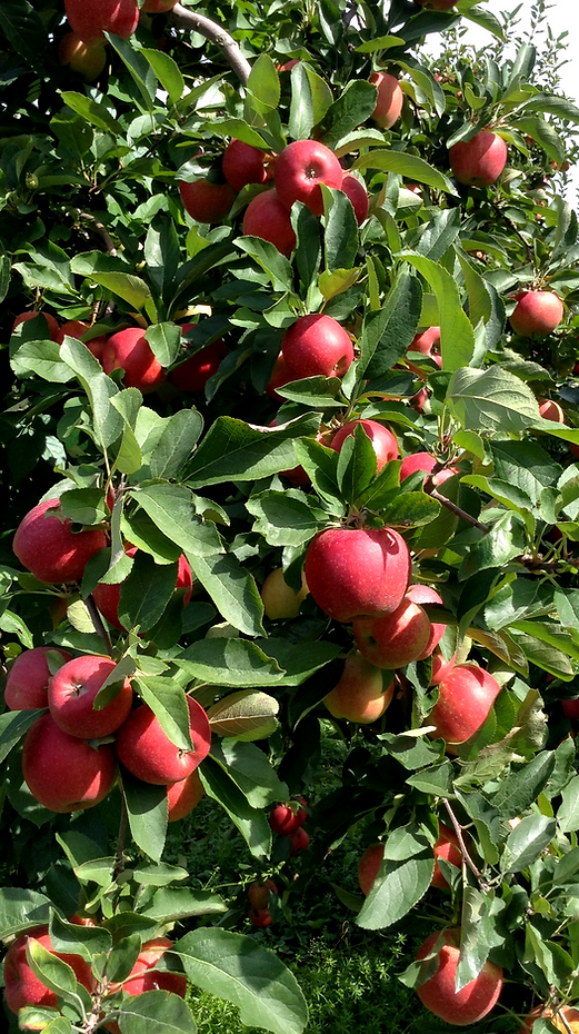 apple tree_edited.png