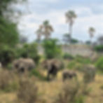 Manada de elefantes en el Parque Nacional de Tarangire en Tanzania