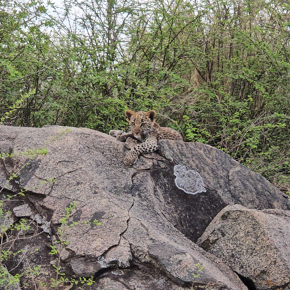 Cachorro de leopardo en el Parque Nacional del Serengeti, Tanzania durante un safari