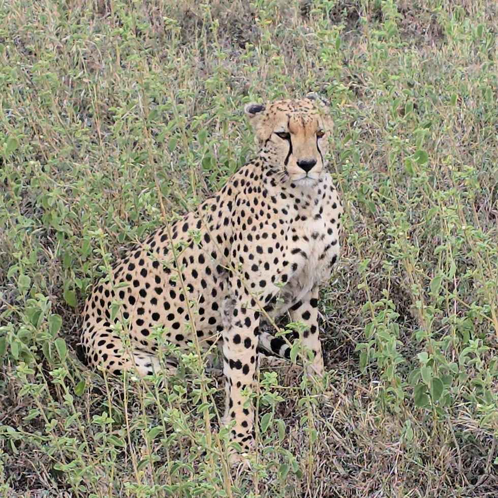 Guepardo observando su entorno en la sabana de Serengeti, Tanzania