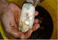 FOTO%20CAPTURA%20DE%20BACTERIAS_edited.j