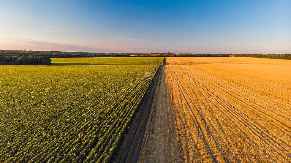 colorful-farm-fields-from-sunflower-wheat-rye-corn.jpg