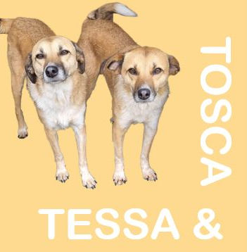 Tessa and Tosca.JPG