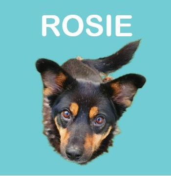 Rosie1 - Copy.JPG