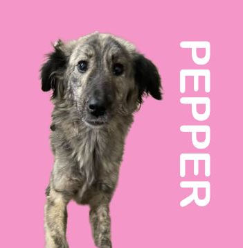 Pepper 1.JPG