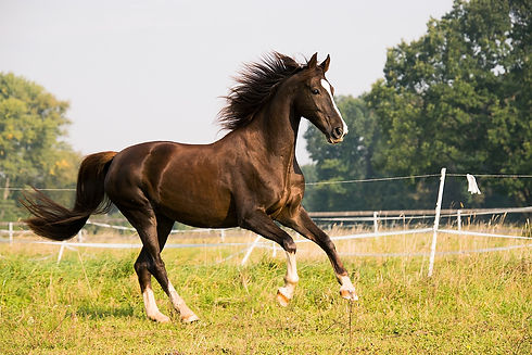 horse-3567041_1280.jpg