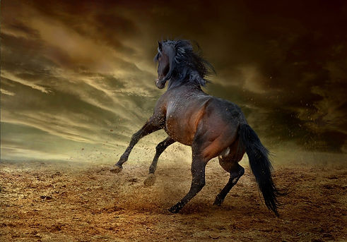 horse-2743013_1280.jpg