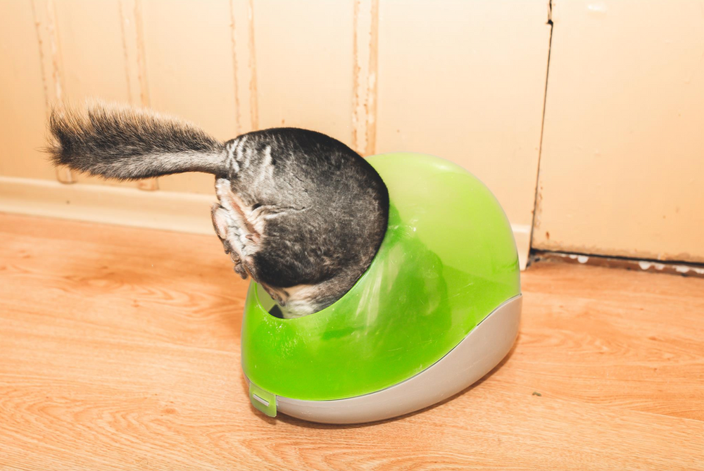 Three Bacterial Infections Chinchilla Parents Need to Know About