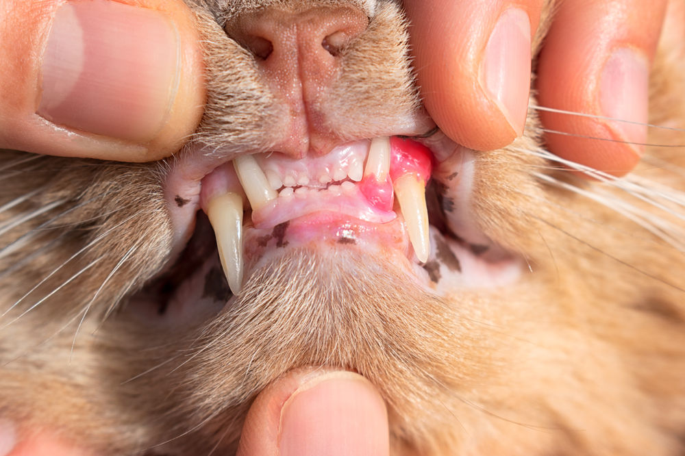 Feline Gingivostomatitis Advancements in Clinical Diagnostics