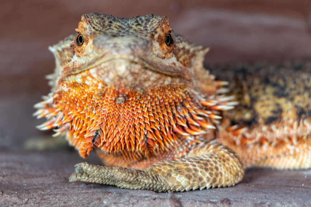 Bearded Dragons and Pneumonia How To Identify Upper Respiratory