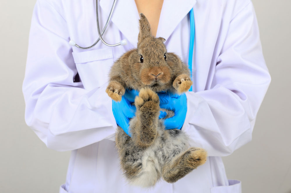 Cecal Dysbiosis in Rabbits The Importance of Making Sure Your Rabbit's Gut Is Healthy