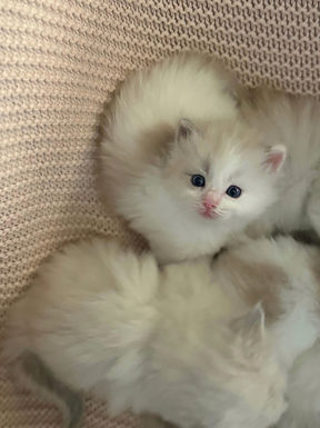 minkbicolorragdoll_edited.jpg