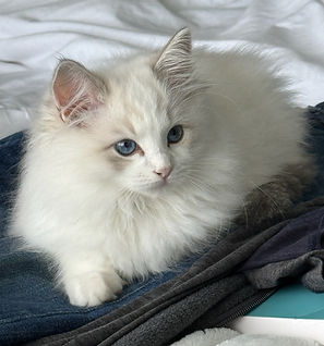seallynxbicolorragdoll.jpg