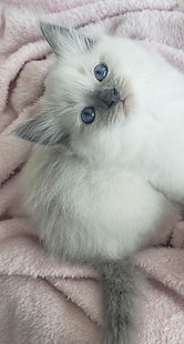 blueragdollkitten.jpg
