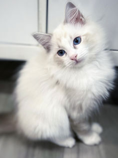 BLUELYNXBICOLORRAGDOLL.jpg