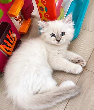 bluelynxmittedkitten.png