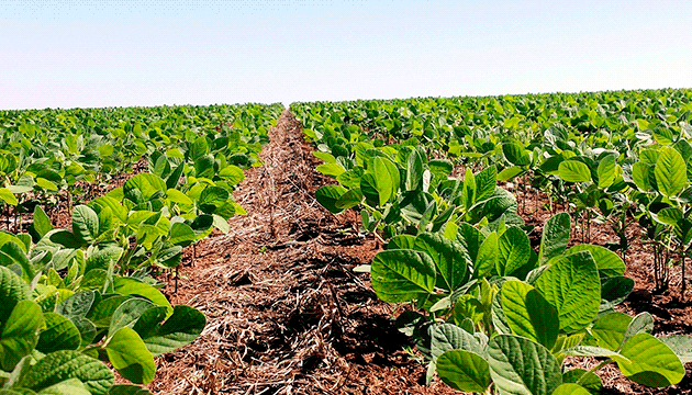 Plantio atinge 96% da área de soja no Brasil, diz AgRural