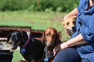 Dachshund with Karen from Seaview Dog Training and Boarding