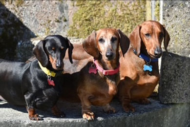 Dachshunds from Seaview dog training and boarding