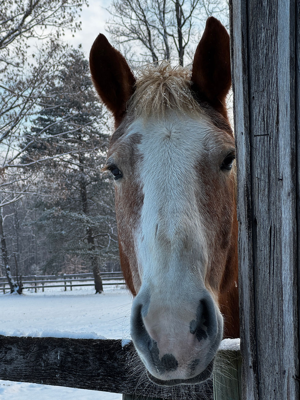 A horse in the snow