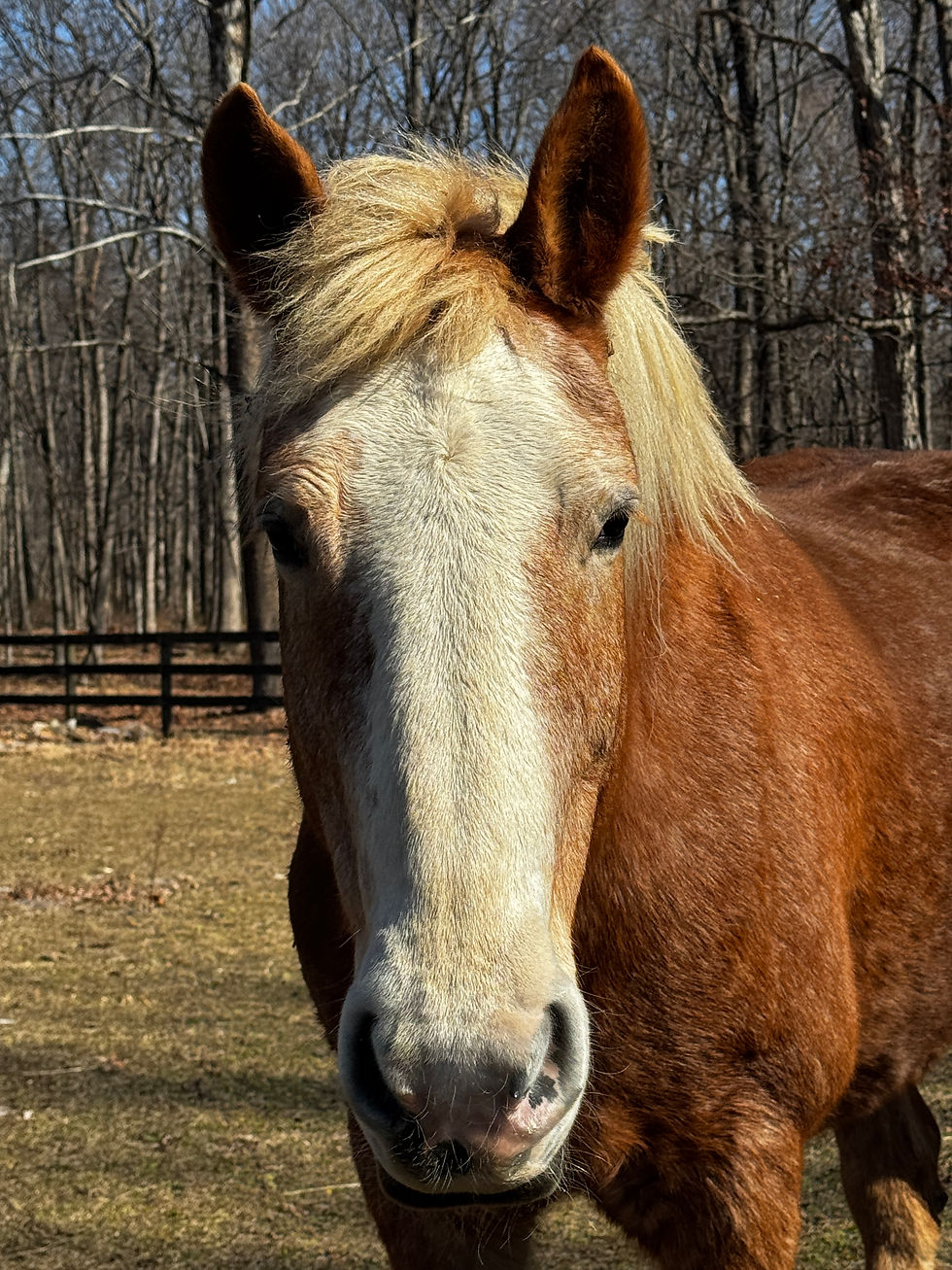 Orange Lady AKA Penny Credit: A O'Brien