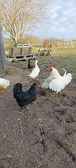 coq blanc.jpeg