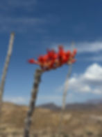 An ocotillo bloom Credit A O'Brien
