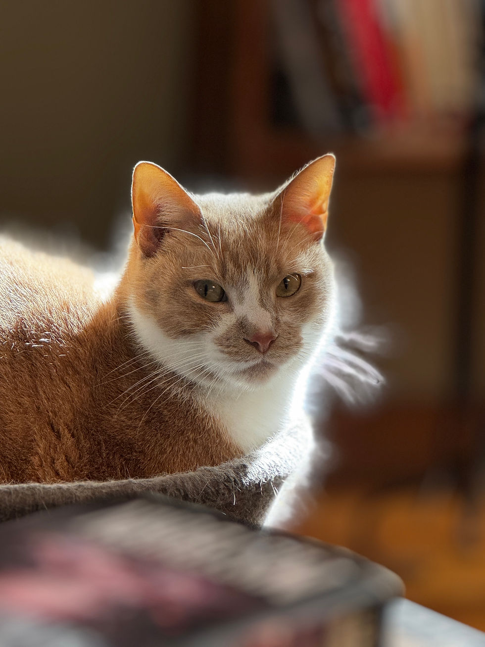 Cream and white cat in a chair.