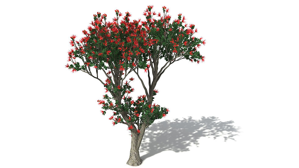 Thumbnail: SPECIES : Ohia Lehua - Metrosideros polymorpha