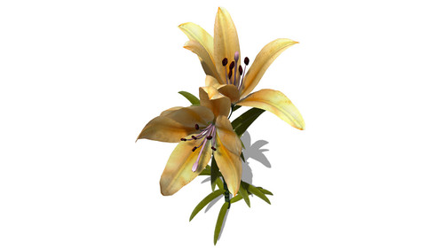 LIBRARY : FLOWERS 1 | Xfrog