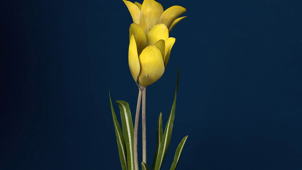 Thumbnail: SPECIES : Crocus - Crocus sp.